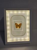 Vlinder in lijst, Ophalen of Verzenden, Overige typen