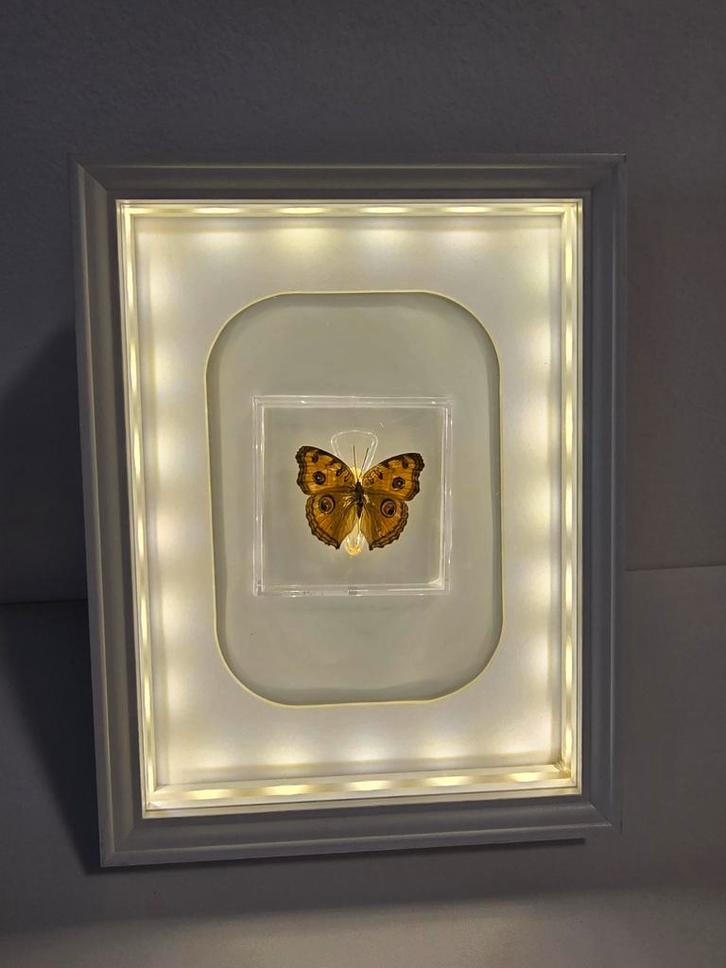 Vlinder in lijst, Verzamelen, Mineralen en Fossielen, Overige typen, Ophalen of Verzenden