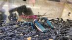 Cherax Pulcher, Dieren en Toebehoren, Kreeft, Krab of Garnaal