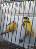 Mooi koppel geel bonte glosters, Dieren en Toebehoren, Meerdere dieren, Kleurkanarie