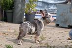 franse bulldog reutje, Rabiës (hondsdolheid), Reu, 8 tot 15 weken, Bulldog