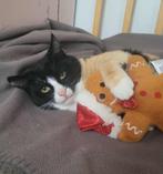 MIA GEMOEDELIJKE LIEVE AANHANKELIJKE POES BINNEKORT IN NL, Poes, Kortharig, 0 tot 2 jaar