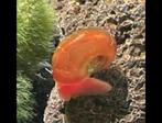 Oranje posthoornslakken, Dieren en Toebehoren, Vissen | Aquariumvissen, Vis