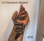 1.0 Cinnamon Mojave NK25, Dieren en Toebehoren, Reptielen en Amfibieën, Slang, 0 tot 2 jaar