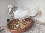 Post- sier - Haagse Tilduiven te koop aangeboden., Dieren en Toebehoren, Vogels | Overige Vogels, Meerdere dieren, Tropenvogel