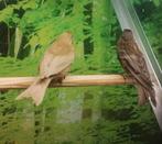 Barmsijzen in diverse kleuren., Dieren en Toebehoren, Vogels | Overige Vogels, Meerdere dieren, Tropenvogel