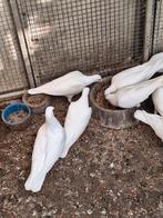 Postduiven  te koop, Dieren en Toebehoren, Meerdere dieren, Postduif