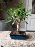 Ficus Retusa Bonsai, Bloeit niet, Halfschaduw, Minder dan 100 cm, Overige soorten
