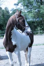 Verzorger gezocht, Dieren en Toebehoren, Paarden en Pony's | Verzorgingsproducten, Ophalen, Nieuw