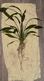 Grote, Aquarium plant. Echinodorus, Ophalen, Zo goed als nieuw, Plant(en), Steen of Hout