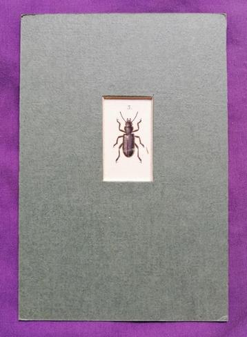 Antieke franse kopergravure Insect - Entomologie prent no.2 beschikbaar voor biedingen