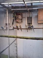 Valkparkieten, Dieren en Toebehoren, Vogels | Parkieten en Papegaaien, Meerdere dieren, Parkiet