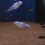 Rijstvisje blauw - Orzyias latipes, Dieren en Toebehoren, Vissen | Aquariumvissen, Vis, Zoetwatervis, Schoolvis