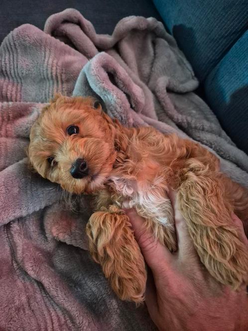Prachtige mini cockapoo pup!, Dieren en Toebehoren, Honden | Retrievers, Spaniëls en Waterhonden, Teef, Overige rassen, Particulier