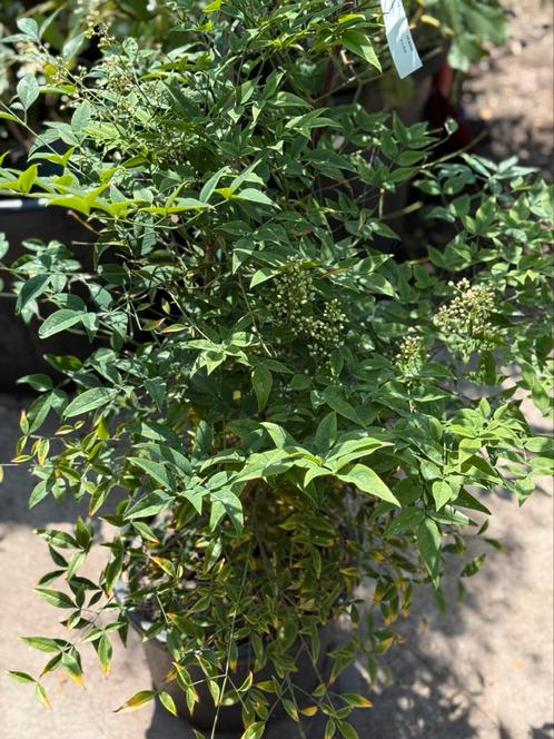 Grote nandina domesticatie 80/90 grote pot dit zijn de echte, Tuin en Terras, Planten | Tuinplanten, Vaste plant, Overige soorten