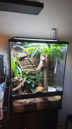 Gargoyle te koop, Dieren en Toebehoren, Reptielen en Amfibieën, Hagedis, Met terrarium, 0 tot 2 jaar