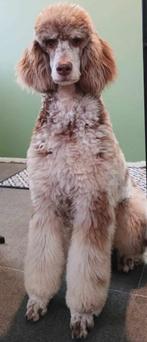 Schitterende konings poedel pups, Poedel, 8 tot 15 weken, CDV (hondenziekte), Meerdere