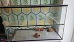 Hamsterhok, Dieren en Toebehoren, Knaagdieren en Konijnen | Hokken en Kooien, Gebruikt, 75 tot 110 cm, Ophalen, Minder dan 60 cm