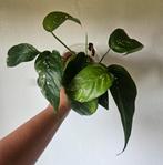 Epipremnum Pinnatum albo stekken, Ophalen of Verzenden, Halfschaduw, Minder dan 100 cm