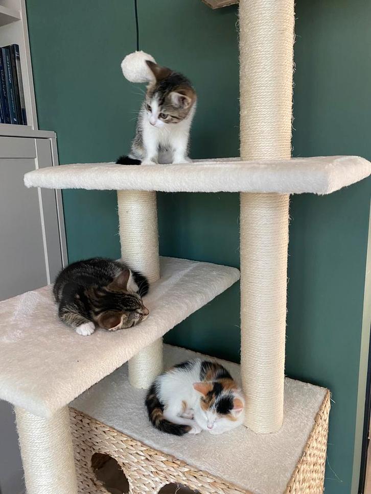 3 goed gesocialiseerde kittens te koop, Dieren en Toebehoren, Katten en Kittens | Overige Katten, Meerdere dieren