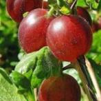 Gezocht kruisbes stek, Tuin en Terras, Planten | Tuinplanten, Ophalen, Volle zon, Vaste plant, Zomer