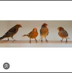 rode lizard pop, Dieren en Toebehoren, Vogels | Kanaries, Vrouwelijk, Kleurkanarie