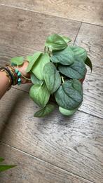 Scindapsus silver hero stekken, Ophalen of Verzenden, Overige soorten, Minder dan 100 cm