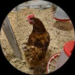 Bruine leghennen, Dieren en Toebehoren, Pluimvee, Vrouwelijk, Kip