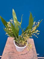 Orchidee Oncidium Twinkle p12 (6), Huis en Inrichting, Ophalen of Verzenden, Halfschaduw, Minder dan 100 cm
