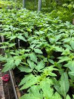 Tomatenplantjes normale en tros, Tuin en Terras, Zomer, Ophalen of Verzenden, Groenteplanten, Eenjarig
