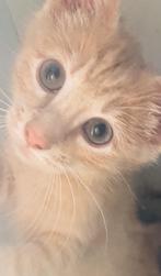 Mooie oranje crème jongetje Blauwe Rus Britse korthaar, Dieren en Toebehoren, Katten en Kittens | Raskatten | Korthaar, Kater
