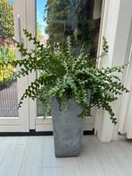 Prachtige gezonde zaagcactus plant zonder pot 50cm h 100cm b, Huis en Inrichting, Ophalen of Verzenden, Halfschaduw, Minder dan 100 cm