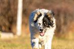 Max grote hondenvriend zoekt een fijne plek, Dieren en Toebehoren, Honden | Niet-rashonden, Particulier, Rabiës (hondsdolheid)