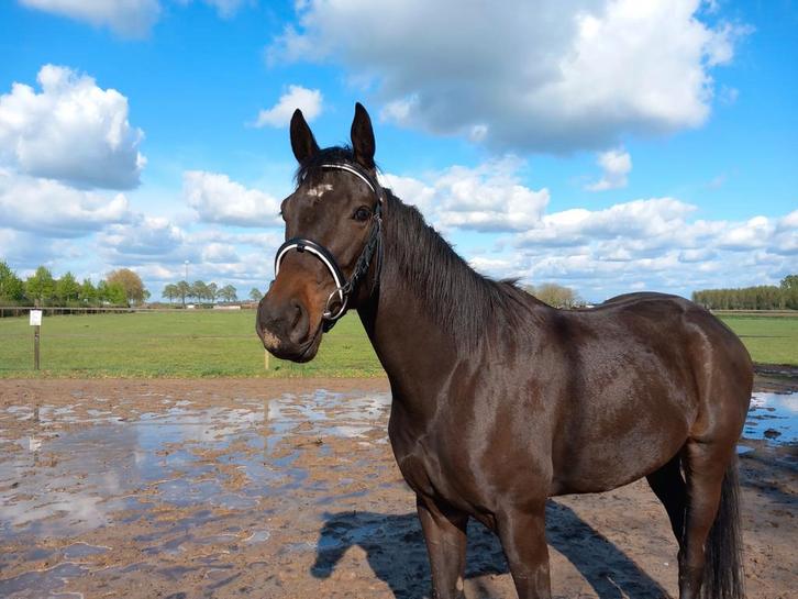 Iers Volbloed, Dieren en Toebehoren, Paarden, Merrie