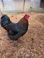 Haan, mix Australorp/Marans, Dieren en Toebehoren, Pluimvee, Mannelijk, Kip