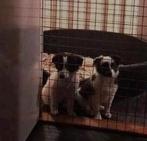 Border collie x mag al weg, Parvo, 8 tot 15 weken, Teef, Collie