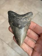 Haaientand fossiel Megalodon 9.5 centimeter, Ophalen of Verzenden, Fossiel