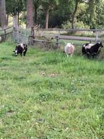 Dekrammen, Dieren en Toebehoren, Schapen, Geiten en Varkens, Vrouwelijk, Schaap