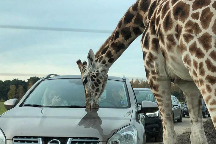 beekse bergen kaartjes, Tickets en Kaartjes, Recreatie | Dierentuinen, Drie personen of meer, Ticket of Toegangskaart