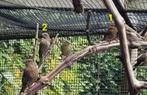 mooie mexicaanse roodmus pop, Dieren en Toebehoren, Vrouwelijk, Tropenvogel