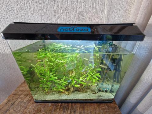 Aquarium, Dieren en Toebehoren, Vissen | Aquaria en Toebehoren, Nieuw, Gevuld zoetwateraquarium, Ophalen