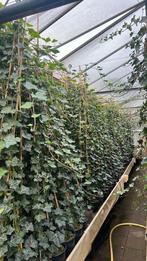 Hedera Hibernica 250/300 cm, volle 17 cm pot,, Tuin en Terras, Ophalen, Overige soorten, 100 tot 250 cm