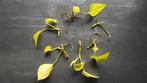 Epipremnum Golden Pothos 🌱, Overige soorten, Minder dan 100 cm, Groene kamerplant, Halfschaduw