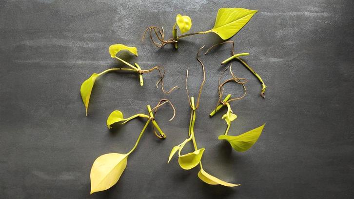 Epipremnum Golden Pothos 🌱, Huis en Inrichting, Kamerplanten, Overige soorten, Minder dan 100 cm, Groene kamerplant, Halfschaduw