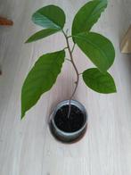 Excotische plant, Huis en Inrichting, Kamerplanten, Ophalen, Overige soorten