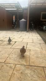 2 Postduiven, Meerdere dieren, Gans of Zwaan