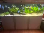 Aquarium 200cm (Akvastabil Fusion), Dieren en Toebehoren, Vissen | Aquaria en Toebehoren, Ophalen, Gevuld zoetwateraquarium