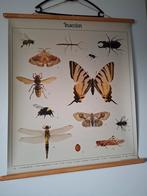 Schoolplaat Insecten 75x85cm - Achterkant Engels, Ophalen of Verzenden, Natuur en Biologie