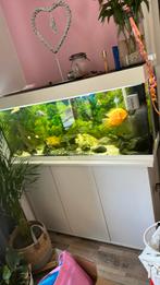 JUWEL RIO MET ONDERKAST, Ophalen, Zo goed als nieuw, Gevuld zoetwateraquarium