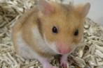 Goudhamsters, veel keus., Augustus, Meerdere dieren, Hamster